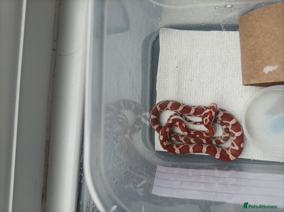 Corn Snake reptiles for sale: Corn snake  - Image 2