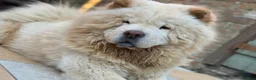 Chow Chow dogs for sale: Last lilac male and Merle female chow chow male   - Advert 9