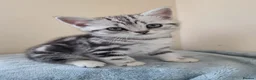 British Shorthair cats for sale: Silver Tabby Kittens, Rare GCCF Show Quality.  - Advert 9