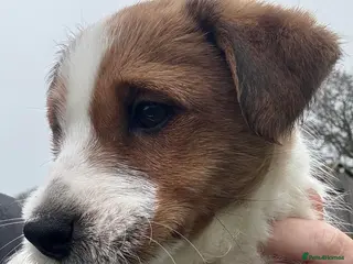 Jack Russell dogs Pedigree Jack Russell Terrier Puppies - Advert 7