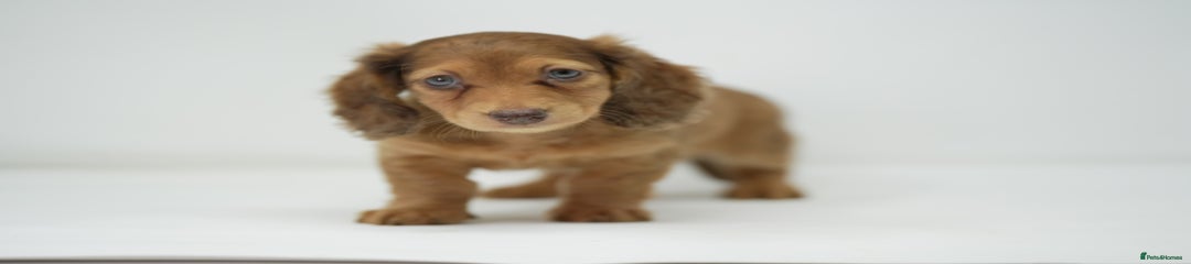 Miniature Dachshund Puppy 2
