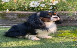 Cavapoo dogs for sale: Stunning Cavapoo babies  - Image 9