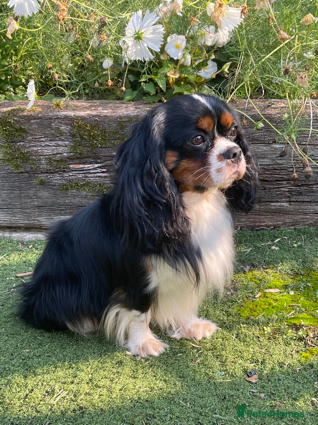 Cavapoo dogs for sale: Stunning Cavapoo babies  - Image 9