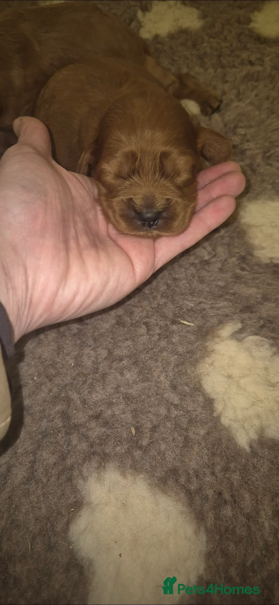 Cockapoo dogs for sale: *EXTENSIVELY HEALTH TESTED F1 SHOW COCKERPOO* - Advert 2