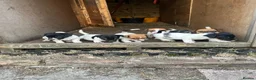 Jack Russell dogs for sale: 5 male Jack Russell puppies ready to go - Advert 33