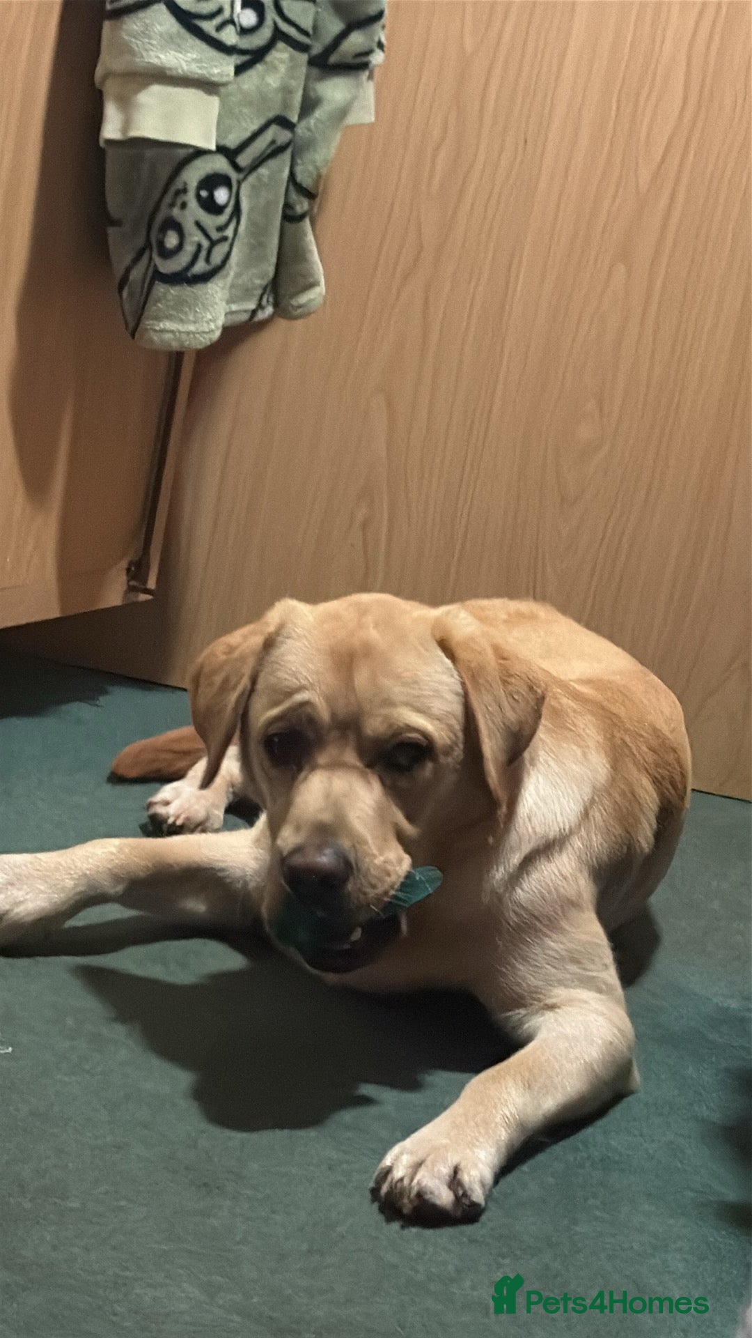 Labrador Retriever dogs for sale: Arlo 10 month old lab  - Advert 7