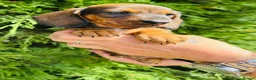 Miniature Dachshund dogs for sale: True to breed these little dachshunds  - Advert 9