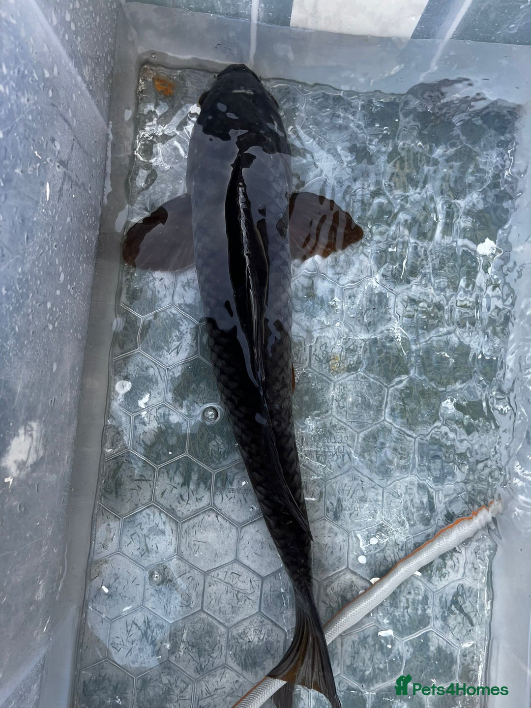 Koi Carp fish for sale: Japanese koi carp £100 each  - Image 34