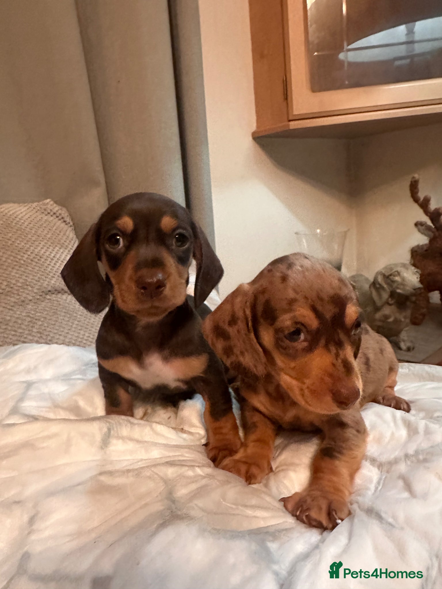 Dachshund dogs 2 GORGEOUS DAPPLE DACHSHUNDS  - Advert 17