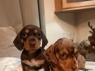 Dachshund dogs 2 GORGEOUS DAPPLE DACHSHUNDS - Advert 17