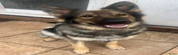 German Shepherd dogs for sale: Urgent rehome of Female GSD - Advert 1