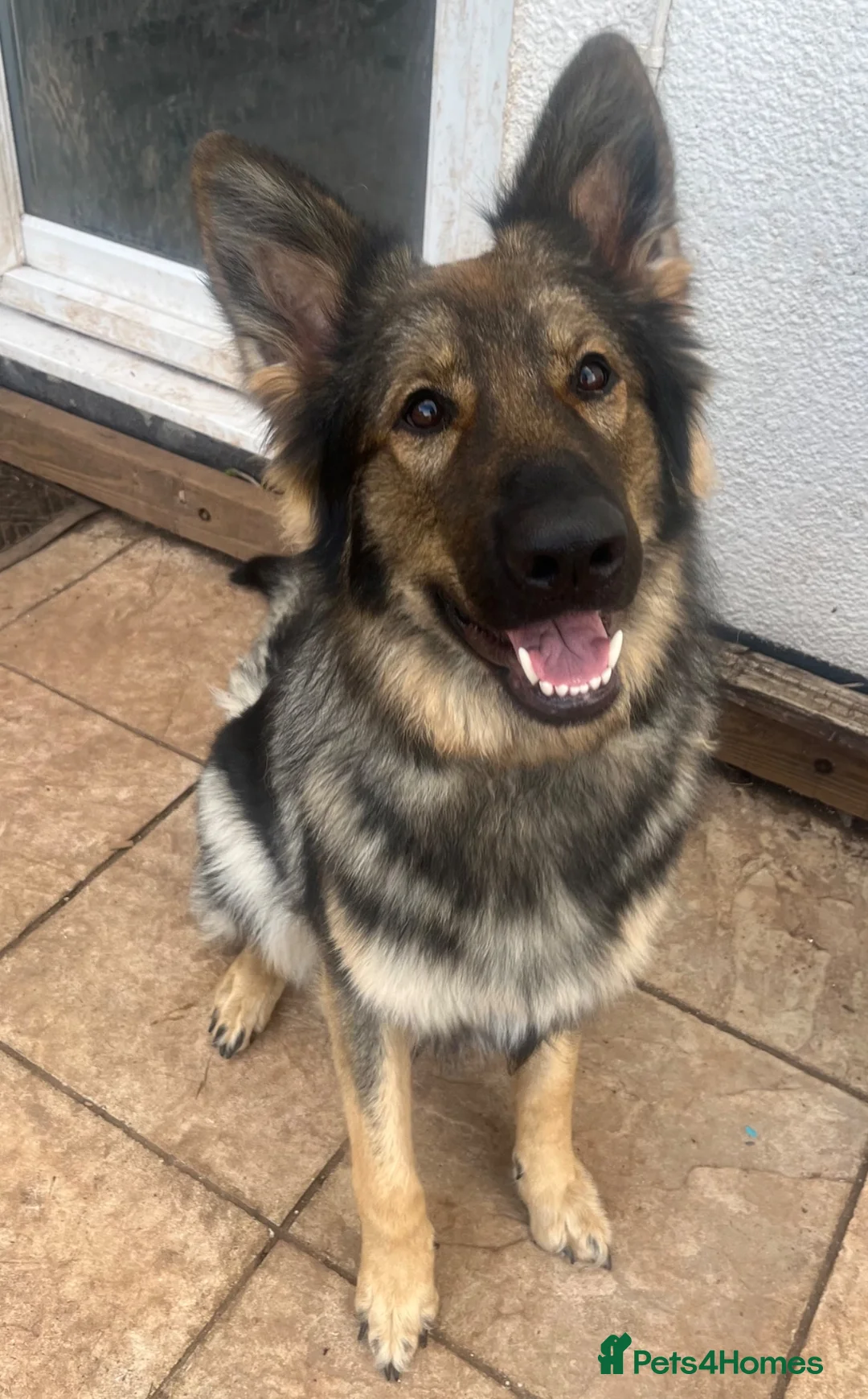 German Shepherd dogs for sale: Urgent rehome of Female GSD - Advert 1