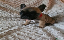 French Bulldog dogs for sale: French bulldog puppies  - Image 7