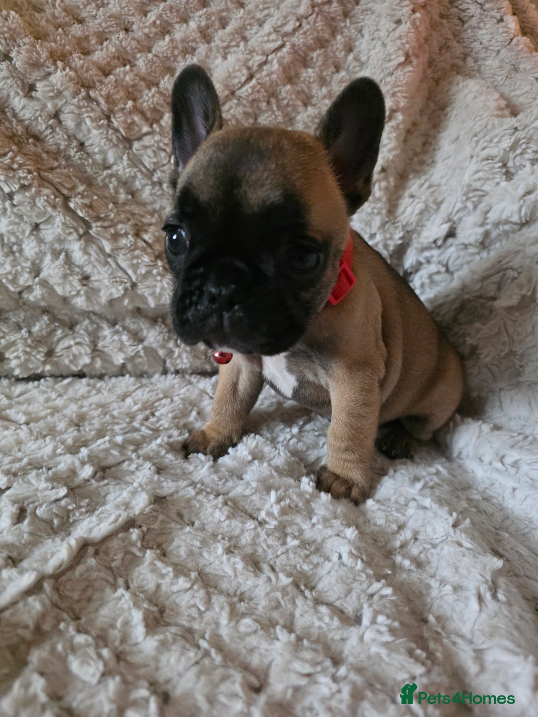 French Bulldog dogs for sale: French bulldog puppies  - Image 7