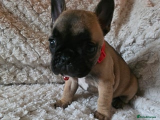 French Bulldog dogs French bulldog puppies - Advert 15