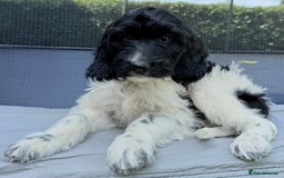 Cockapoo dogs for sale:  cockapoo puppies **READY GO GO** - Image 4