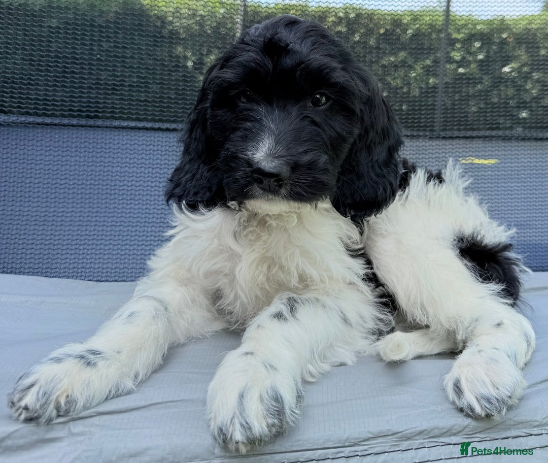 Cockapoo dogs for sale:  cockapoo puppies **READY GO GO** - Image 4