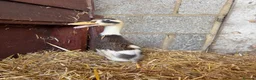 Ducks poultry for sale: 5 Mixed Breed Duckling’s - Advert 4