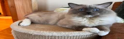 Ragdoll cats for stud: GCCF-TICA Championshipline our amazing stud - Advert 9
