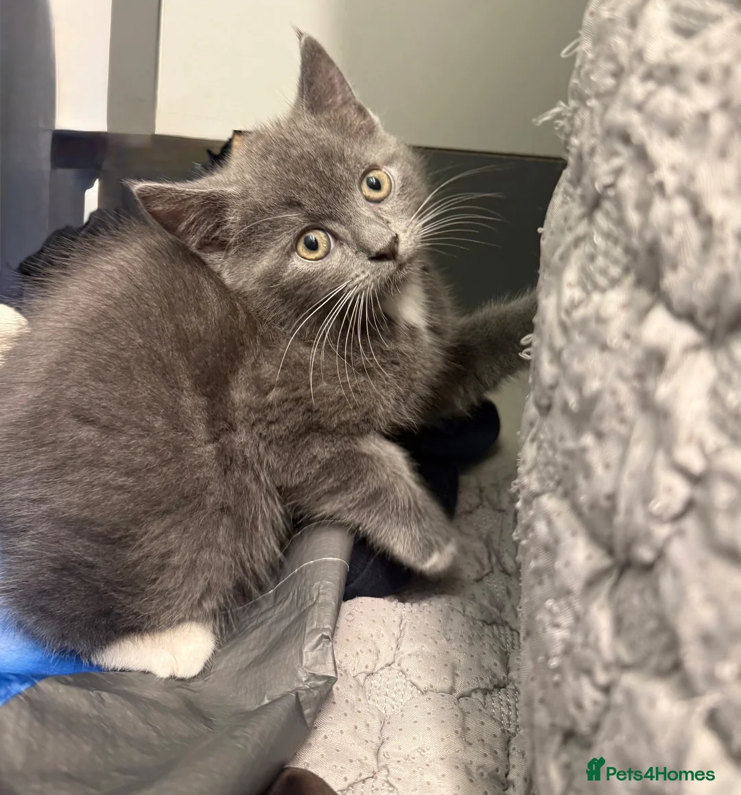 British Shorthair cats for sale: Male British shorthair  - Advert 2