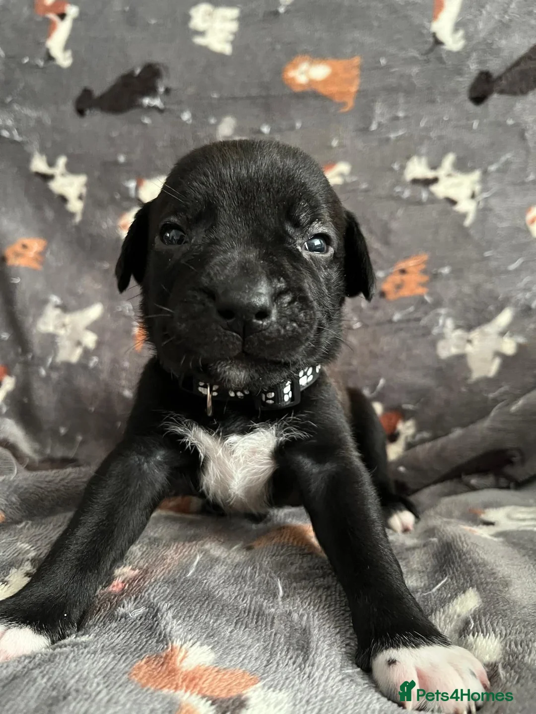 Mixed Breed dogs for sale: Staffy x Corso x Shepherd  - Advert 15