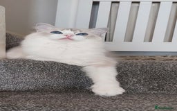 Ragdoll cats for sale: 🔥PRESTIGIOUS BEAST SIZE EU FEMALE🔥  - Advert 12