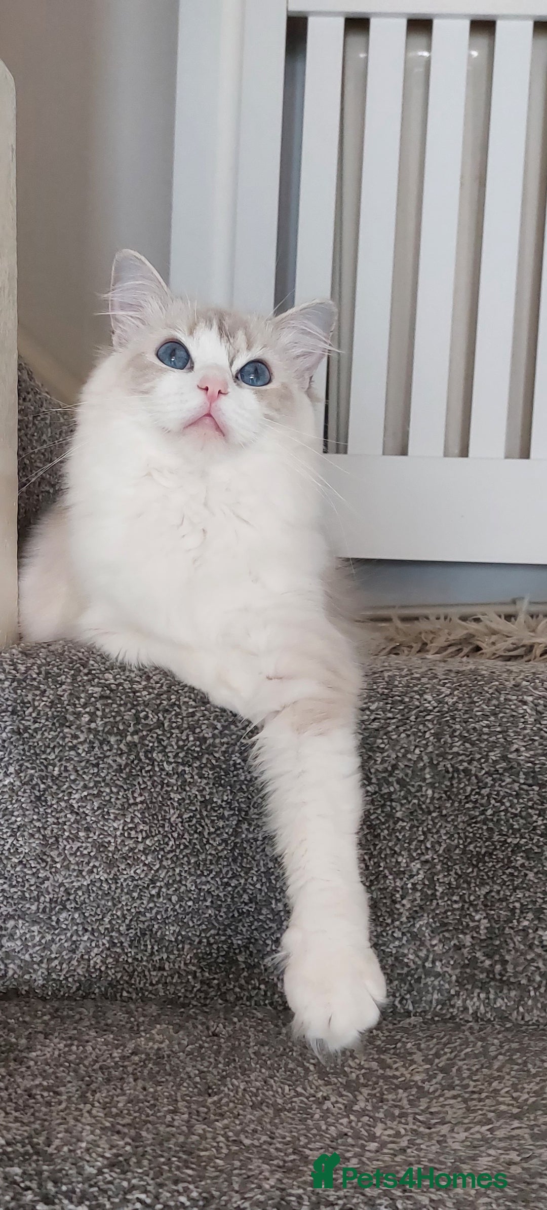 Ragdoll cats for sale: 🔥PRESTIGIOUS BEAST SIZE EU FEMALE🔥  - Advert 12