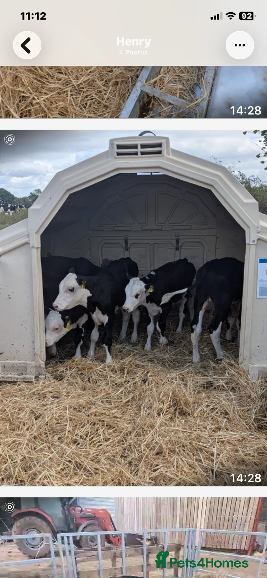 Cows & Bulls livestock for sale: Hereford x bulls - Advert 4