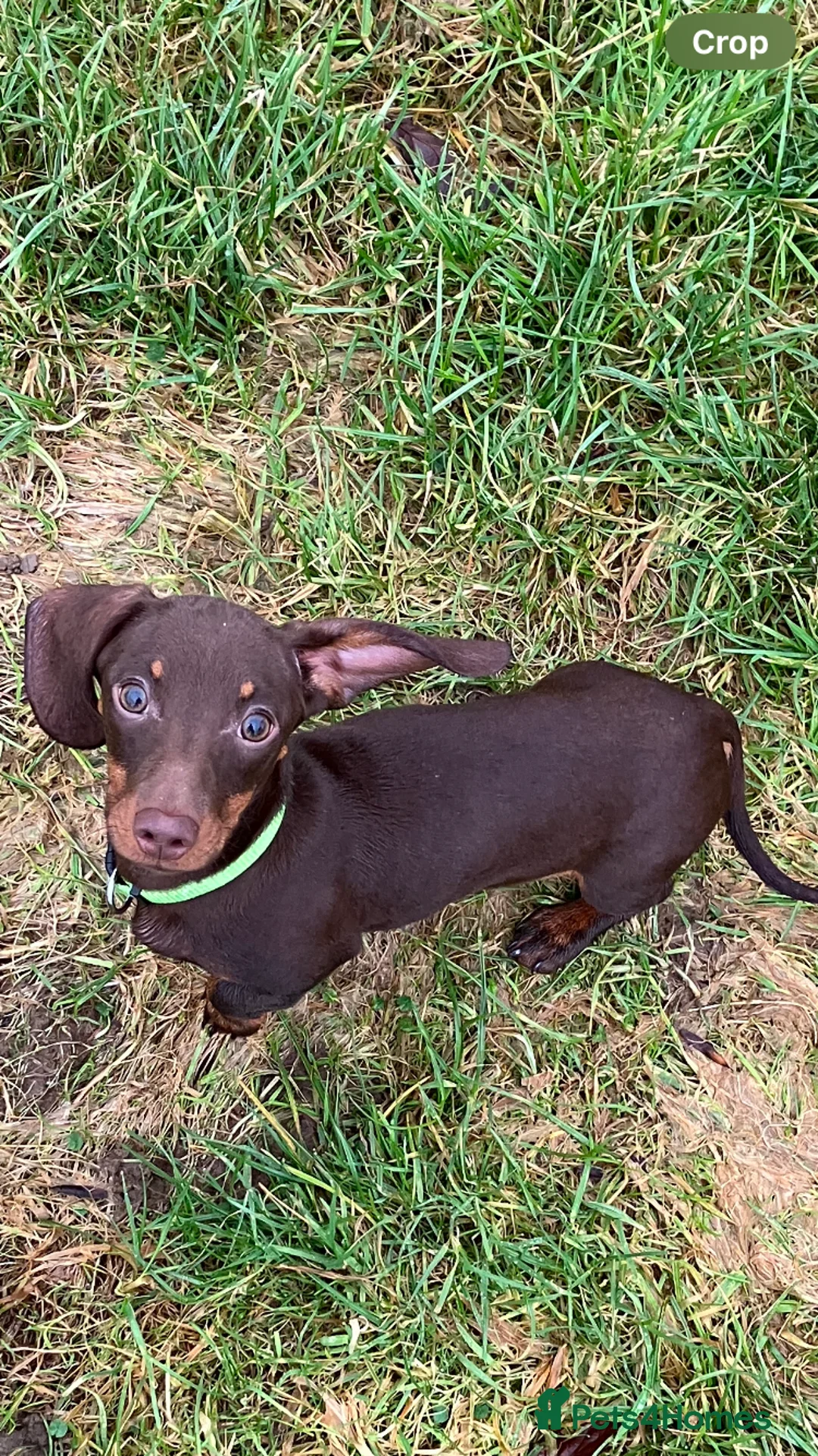 Miniature Dachshund dogs for sale: SOLD KC Registered Mini Dachshund  - Advert 2