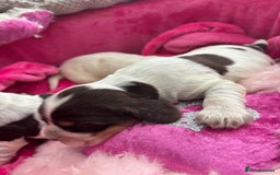 Cocker Spaniel dogs for sale: Outstanding show cocker pups - Image 13