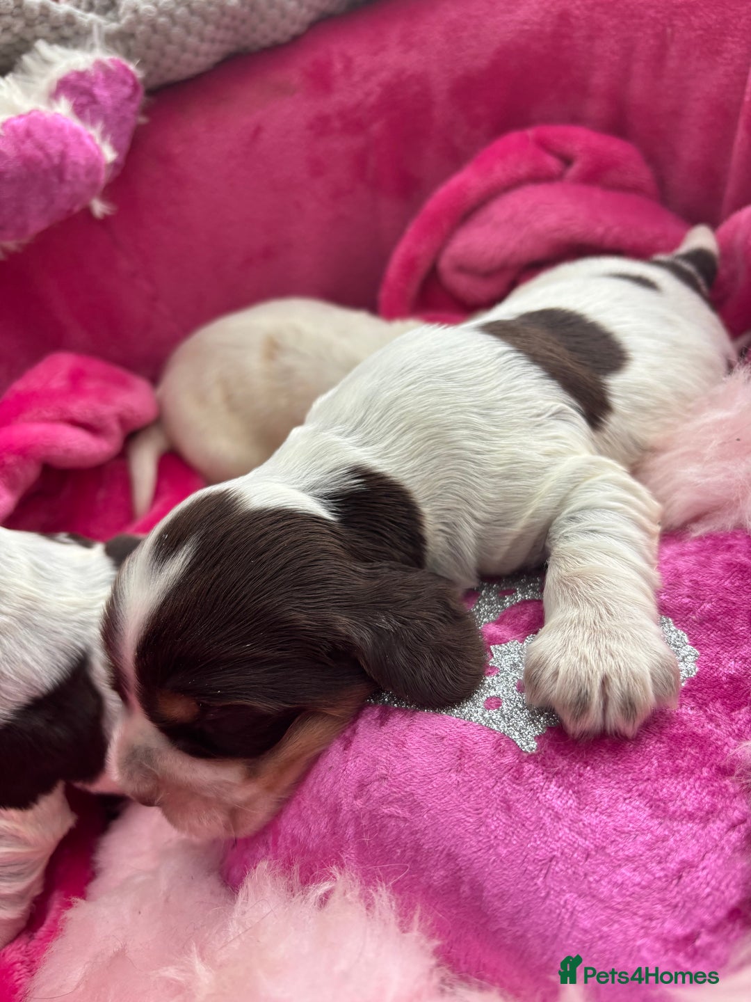 Cocker Spaniel dogs for sale: Outstanding show cocker pups - Image 13