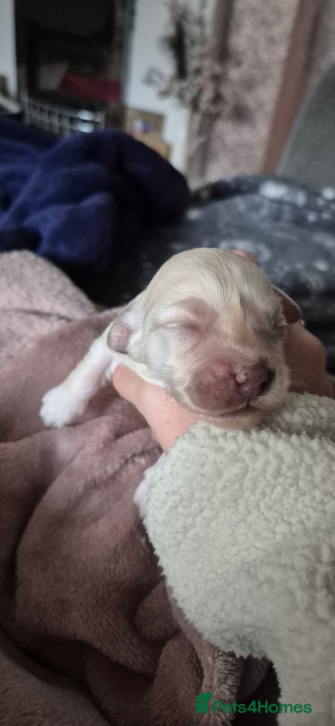 Mixed Breed dogs for sale: Gorgeous cavapoochon puppies - Image 15