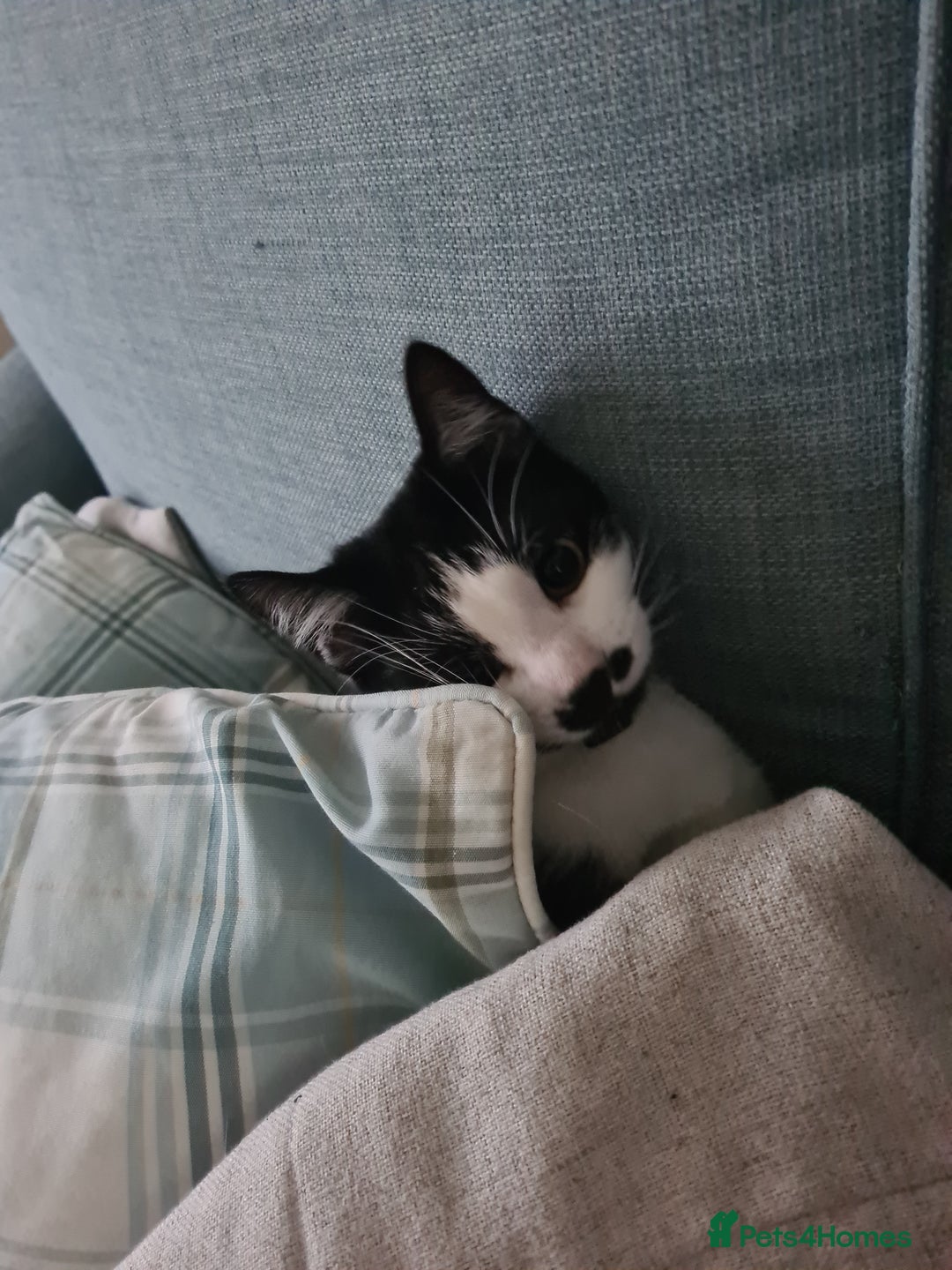 Mixed Breed cats for sale: Adorable Bonzo needs a loving home - Image 5