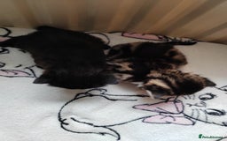 Mixed Breed cats for sale: Marble Bengal cross  - Image 13