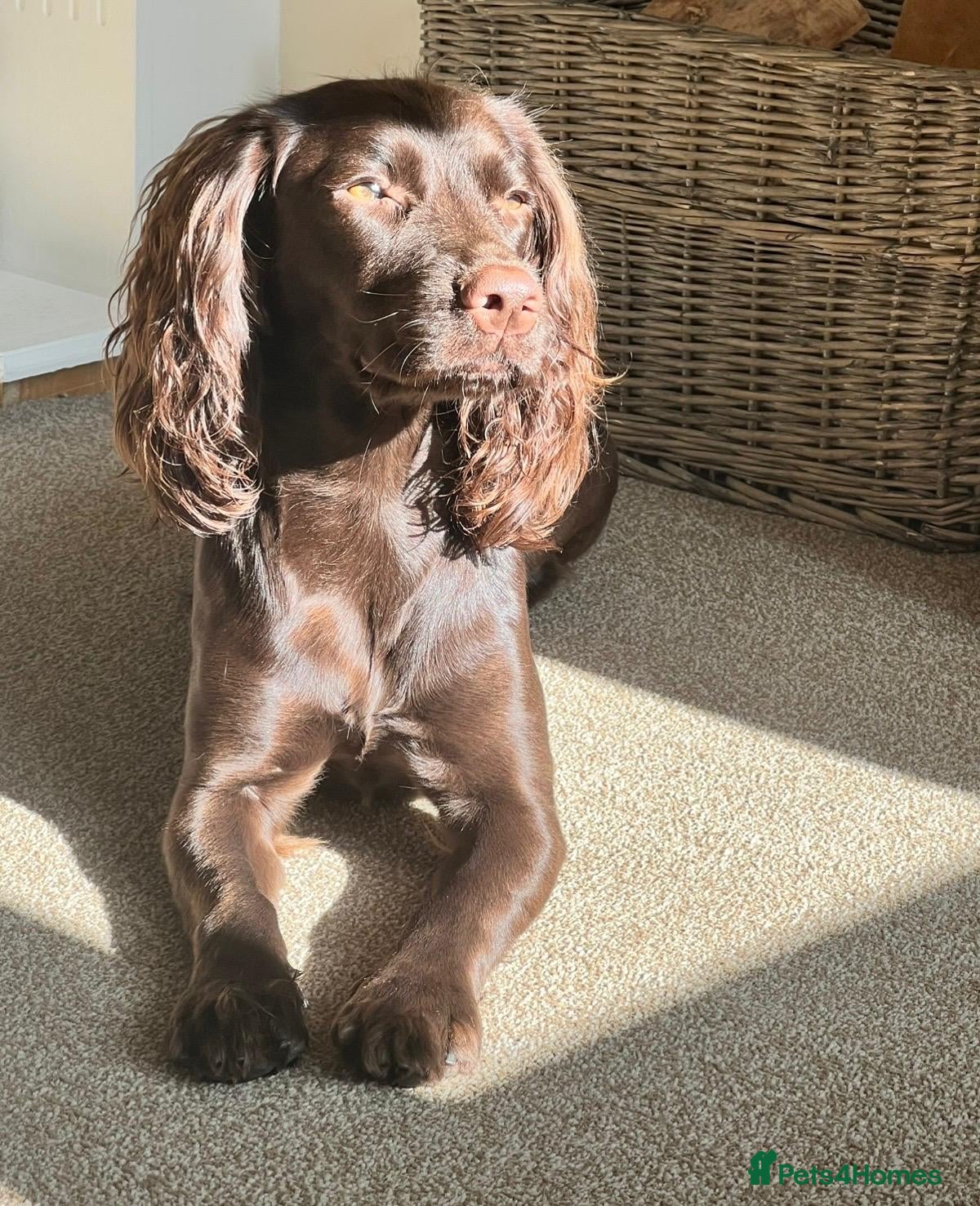 Sprocker dogs Female Sprocker - Advert 15