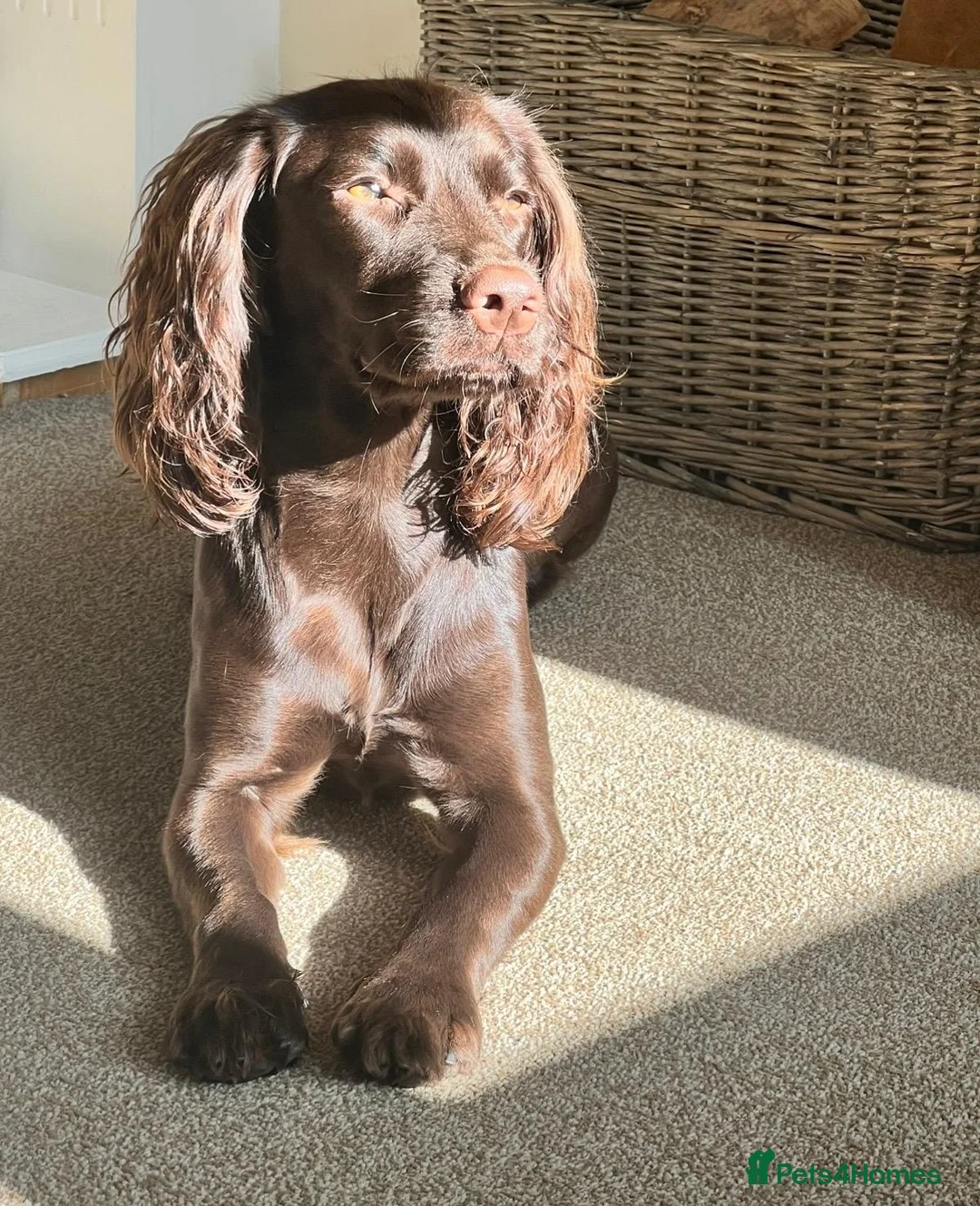 Sprocker dogs for sale: Female Sprocker - Advert 1