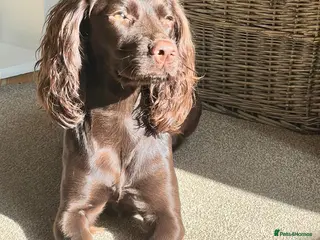 Sprocker dogs Female Sprocker - Advert 4