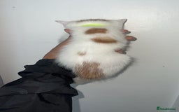 Mixed Breed cats for sale: Beautiful kittens looking for new homes!! - Image 10