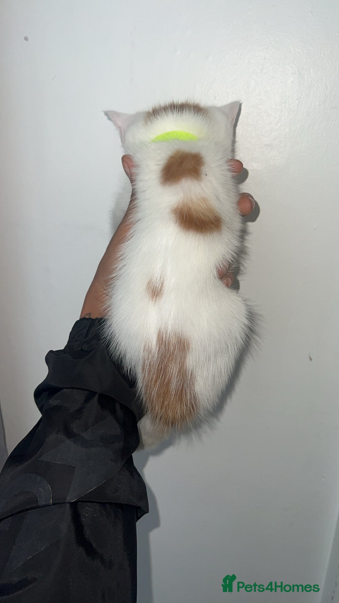 Mixed Breed cats for sale: Beautiful kittens looking for new homes!! - Image 10