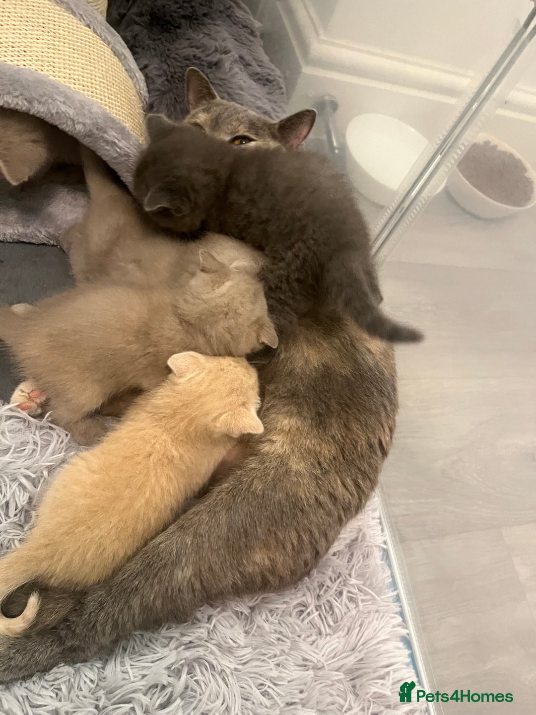 British Shorthair cats for sale: British Shorthair 1 GIRL LEFT GREY  - Advert 3