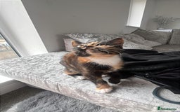 British Shorthair cats for sale: My female tortoise shell kitten  - Image 3