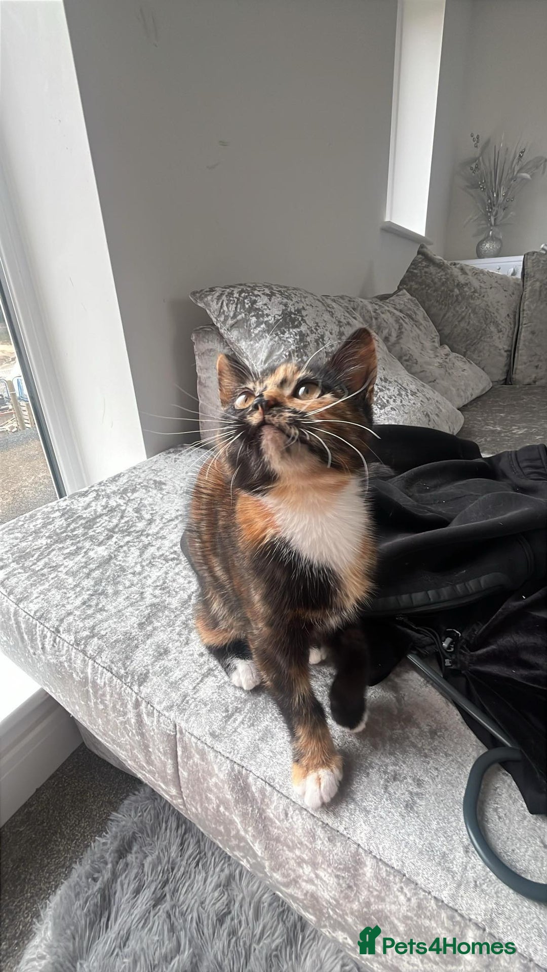 British Shorthair cats for sale: My female tortoise shell kitten  - Image 3