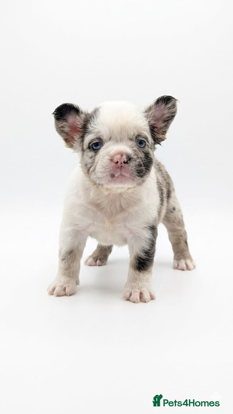 French Bulldog dogs Fluffy French Bulldogs - Advert 1