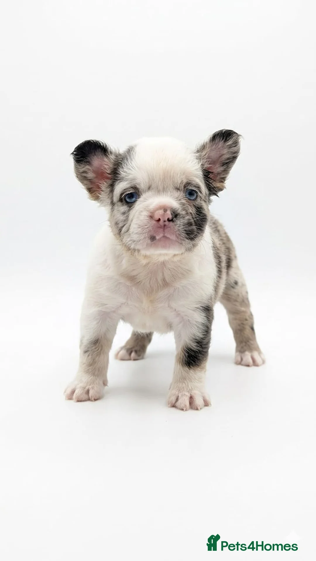 French Bulldog dogs for sale: Fluffy French Bulldogs - Advert 1