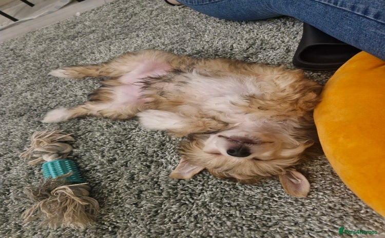 Chinese Crested dogs - Advert 1