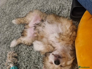 Chinese Crested dogs - Advert 1