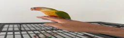 Conures birds for sale: Pair of conures for sale. Tame - Advert 1
