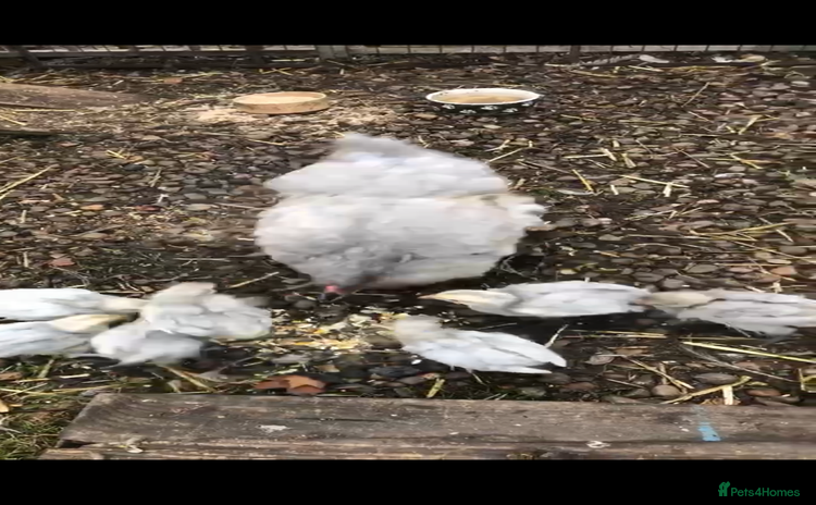 Chickens poultry - Advert 1