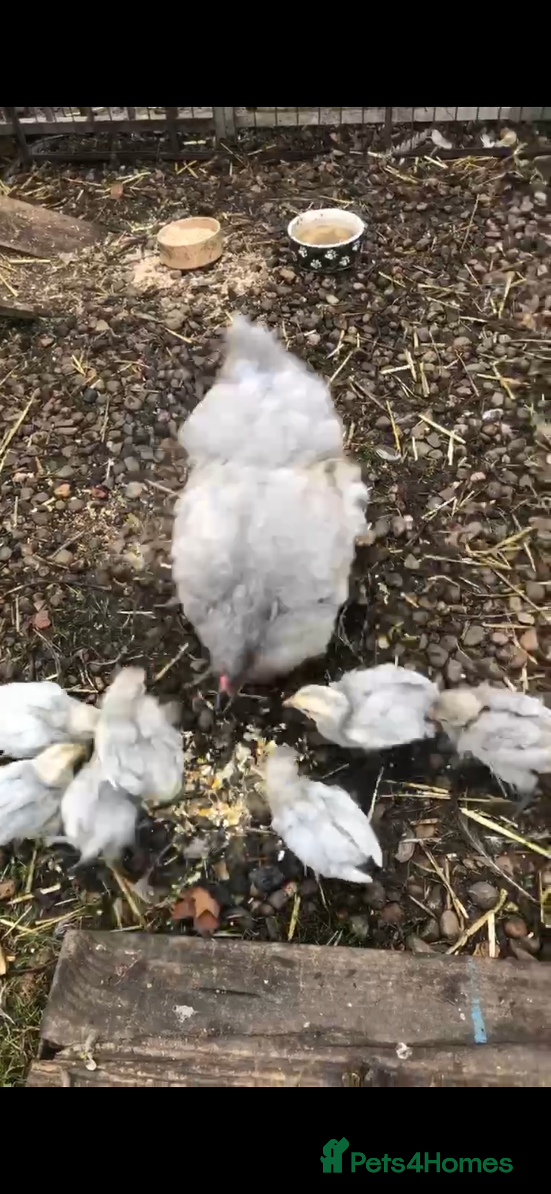 Chickens poultry for sale: Orpington lavender - Image 1