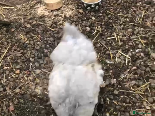 Chickens poultry - Advert 14